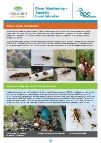 River Monitoring – Aquatic Invertebrates